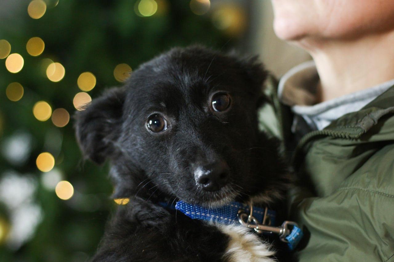 Chiens à adopter